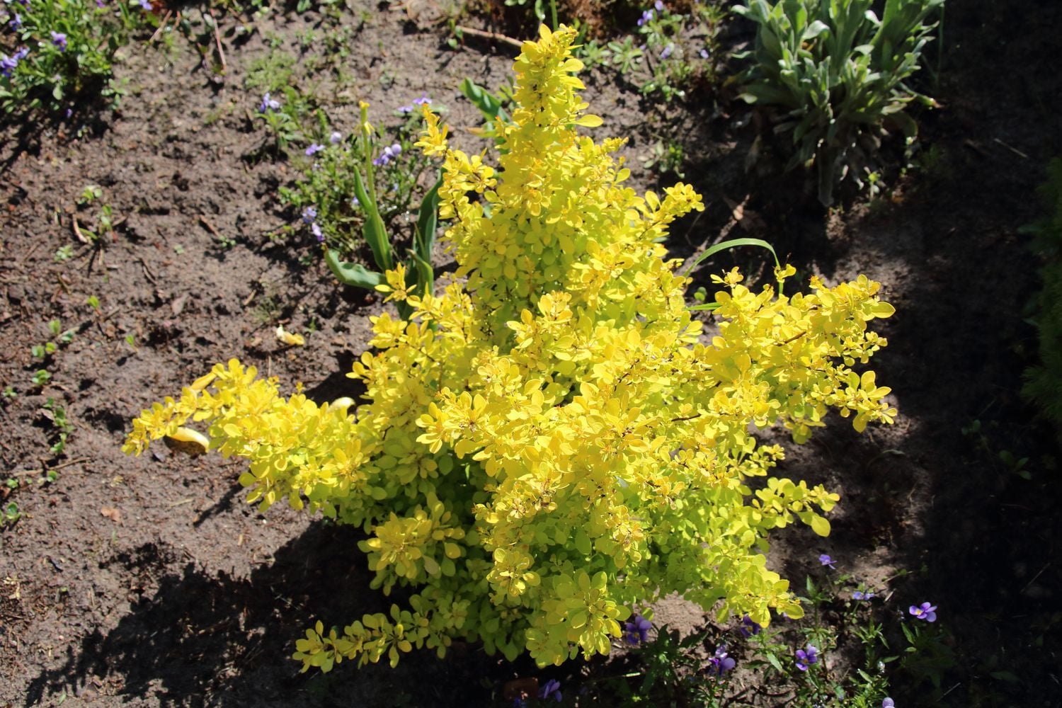 Dwarf Golden Barberry 2 Gallon