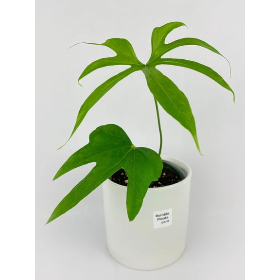 Bumble Plants Anthurium Pedatoradiatum - Full Live Colorful Houseplant in Nursery Pot, Easy Care, Indoor Plant for Beginners