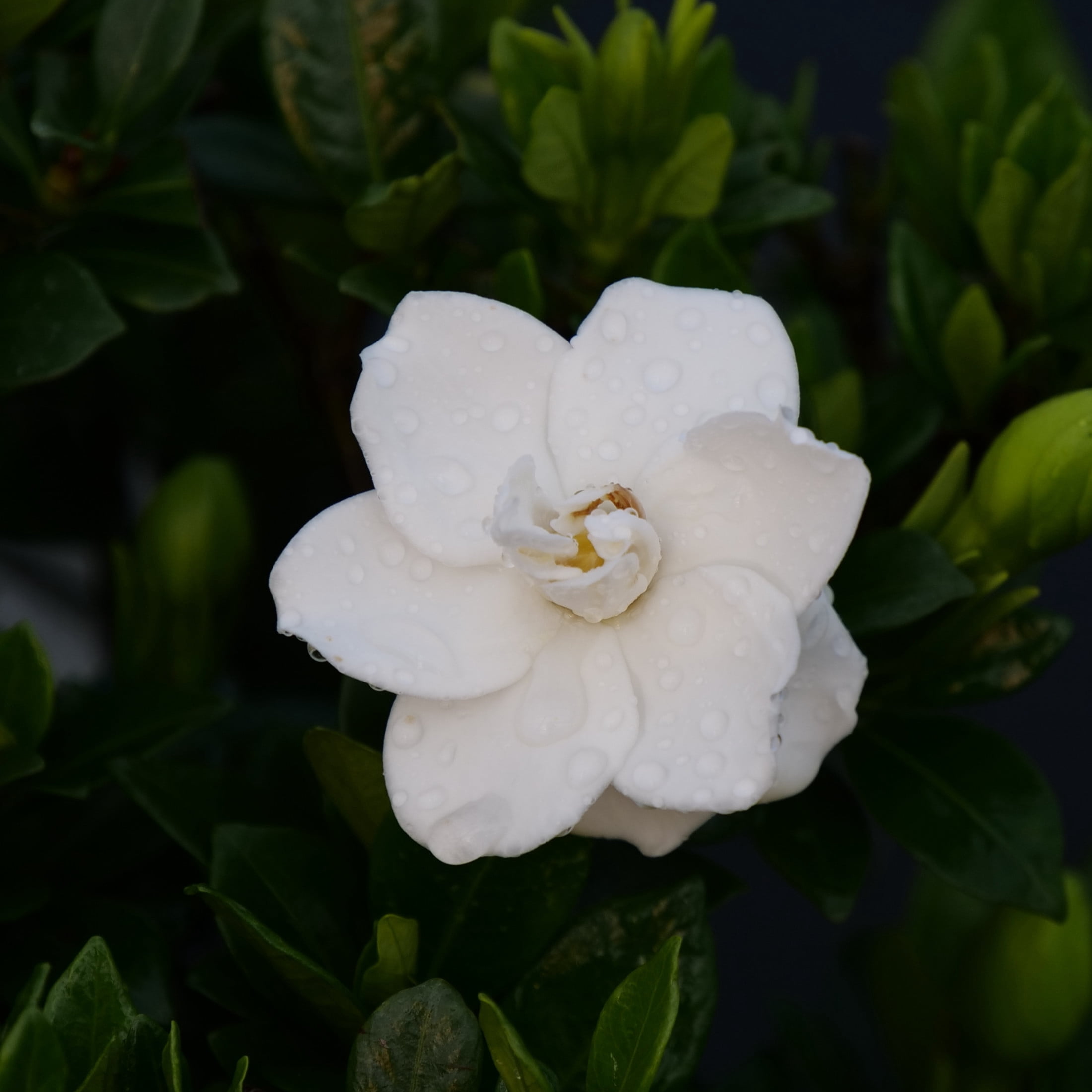 Proven Winners ColorChoice 5" White Steady as She Goes Gardenia Live Plant in 4.5" Pot (4 Count)