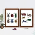 thumbnail image 5 of 2pcs Scarab Beetle Insect Bug Stencil 11.8×11.8inch 11 Insects with Paint Brush, 5 of 9