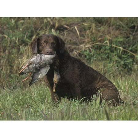- Chesapeake Bay Retriever Sitting with a Retrieved Duck in its Mouth Print Wall Art By Cheryl Ertelt