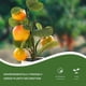 thumbnail image 4 of Plantas en maceta artificiales creativas de la planta verde de simulación de la decoración del hogar de los bonsais de la fruta, 4 of 5