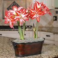 thumbnail image 3 of HJADGG Double Amaryllis Bulbs for Fall Planting Large Hippeastrum Perennial Flowers Bulbs Size 10-11 Inch Perfect for Garden, Gift with Wrapping and Planting Instruction (1, Double Splash), 3 of 7
