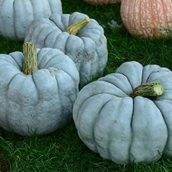CZ Grain 10 Blue Doll Pumpkin Seeds, Rare Blue Pumpkins for Planting