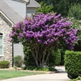 thumbnail image 3 of Brighter Blooms - Muskogee Crape Myrtle Tree, 5-6 ft. - No Shipping to AK, AZ, HI, OR, 3 of 6