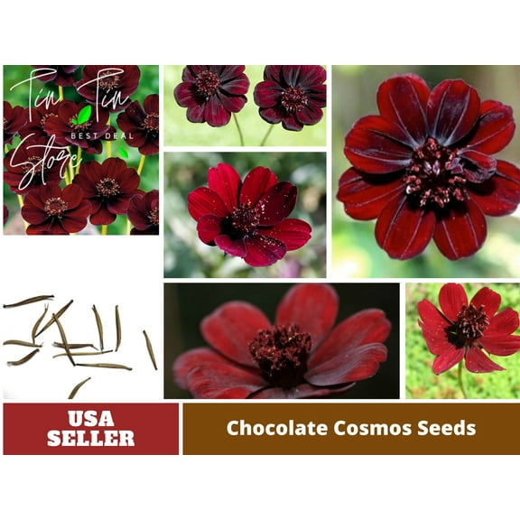 PEMDASGARDEN 50 Rare Chocolate Cosmos Flower Seeds, Easy to Grow