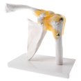 thumbnail image 3 of 1:1 Human Functional Human Shoulder Joint Ligament Skeleton Model School Teaching Dis, 3 of 7