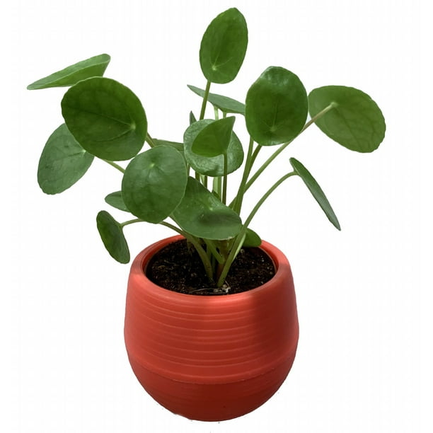 Chinese Money Plant Pilea peperomioides in 3&quot; Red Self
