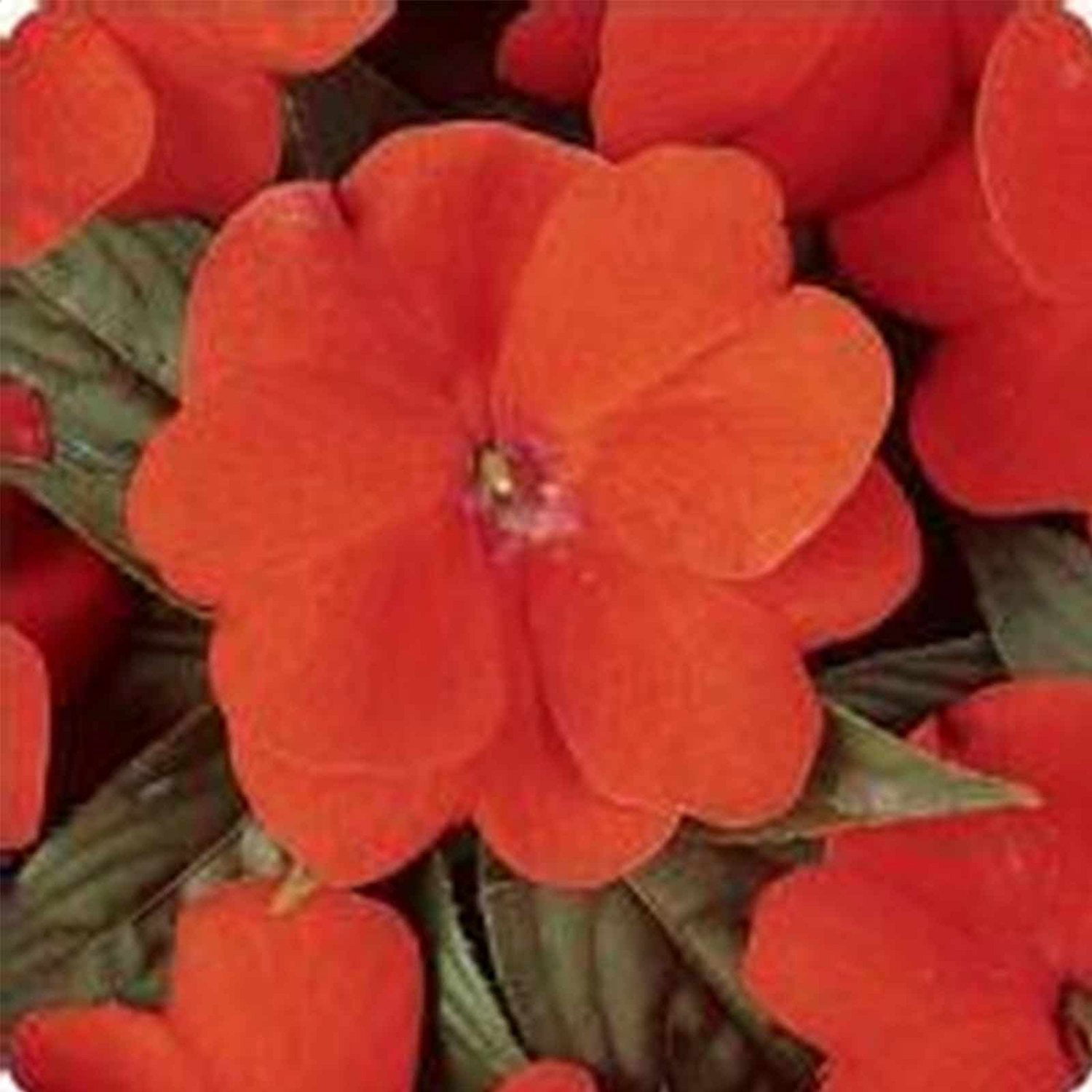 Large Pack Flower Impatiens New Guinea Divine Hot & Spicy Mix F1-40 Seeds 