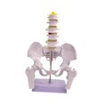 thumbnail image 4 of Yinanstore Female Pelvis Model Learning Display Medical Teaching Skeleton Medical Model Style B, 4 of 8