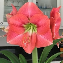Easy to Grow Amaryllis Vera 1 Plant Bulb, Flower Indoor Holiday or Outdoor Spring Bloom