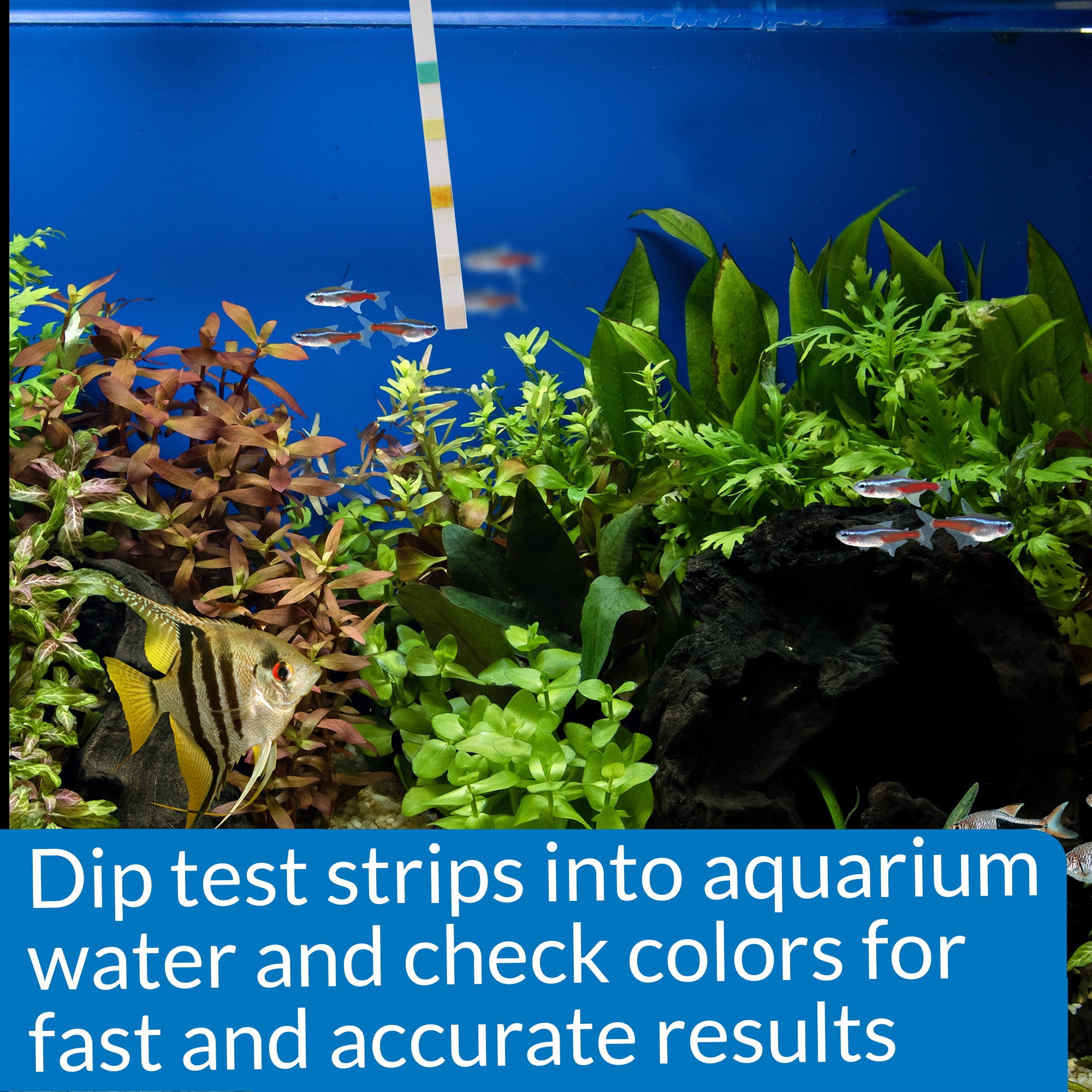 API 5 In 1 Test Strips Freshwater And Saltwater Aquarium Test