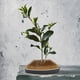thumbnail image 4 of Soporte para kenzan de flores en forma de arco, herramienta para arreglos florales con alfileres y agujas, accesorios (L), 4 of 13