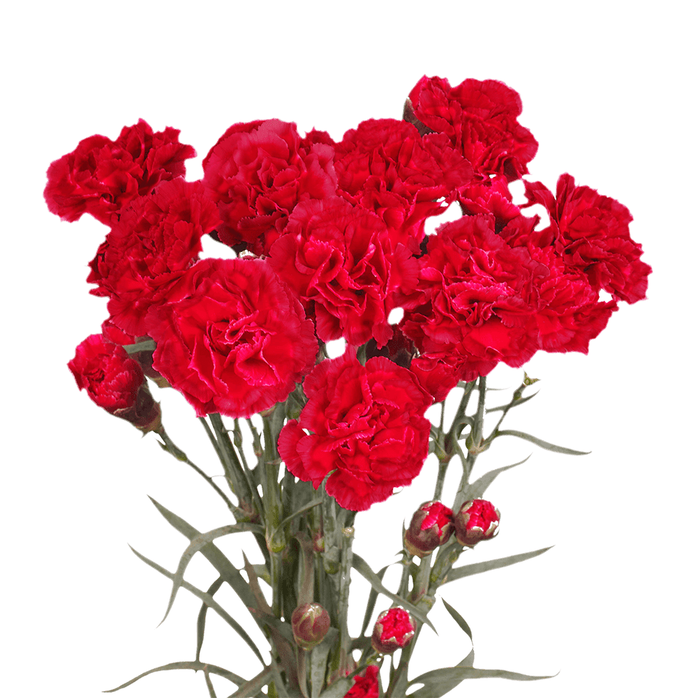 100 Stems of Red Spray Carnations Beautiful Fresh Cut Flowers Express