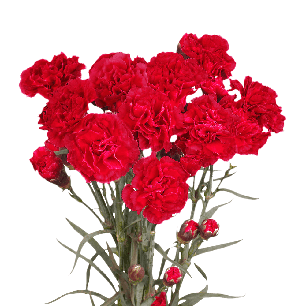 100 Stems Of Red Spray Carnations Beautiful Fresh Cut Flowers Express