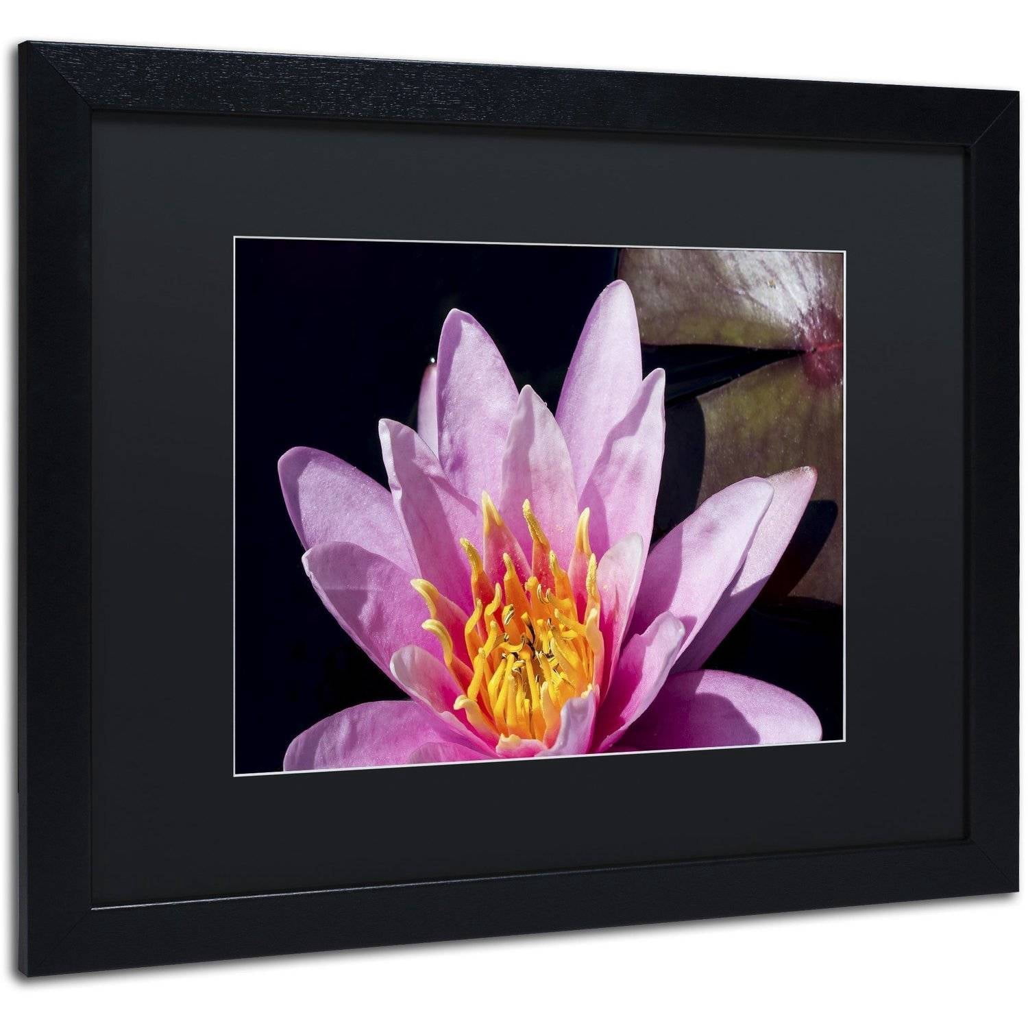 Trademark Fine Art "Pink Water Lily" Canvas Art by Kurt Shaffer, Black Matte, Black Frame