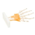 thumbnail image 4 of Modelo de articulación de dedo de mano Ticfox Modelo de mano humana, 4 of 12