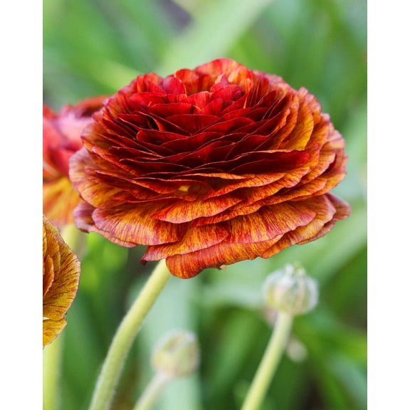 Cafe Ranunculus - 10 bulbs