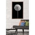 thumbnail image 2 of Tom Quartermaine - Black and White Dandelion Wall Poster, 22.375" x 34", Framed, 2 of 3