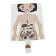 thumbnail image 1 of Modelo de sistema digestivo humano, Material de enseñanza, rompecabezas 3D DIY, partes del cuerpo humano, juguetes educativos para adolescentes y adul, 1 of 9