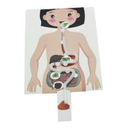 Kokiya Human Digestive System Handicraft Simulation Body Parts Organs Teaching Material