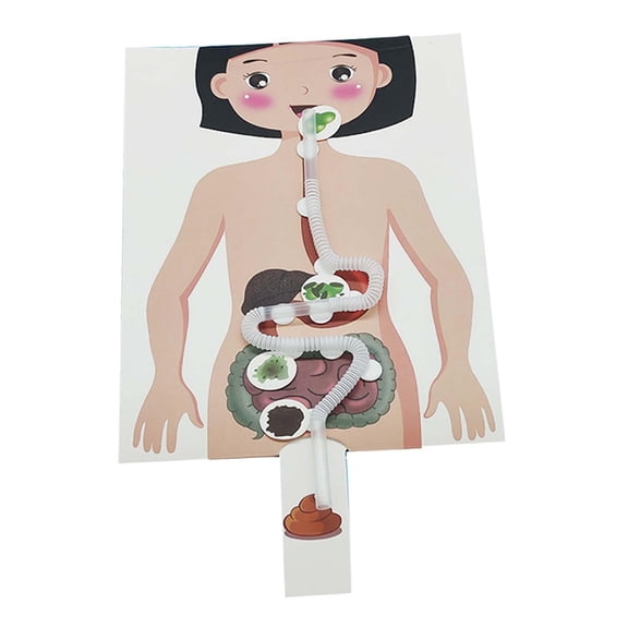 Human Digestive System Human Body Organ Teaching Tools Handicraft 3D Puzzle