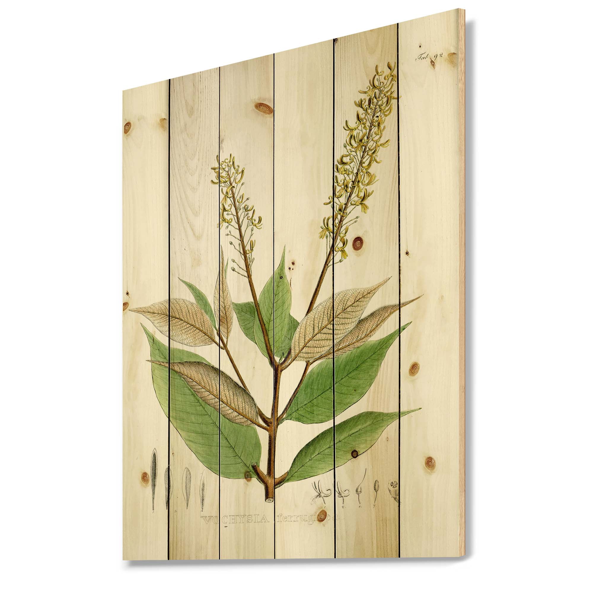 Designart 'Ancient Brazilian Plant V' Traditional Print on Natural Pine Wood