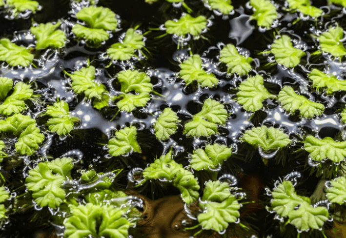 Purple Fringed Riccia Ricciocarpos Natans Floating Aquarium Plant