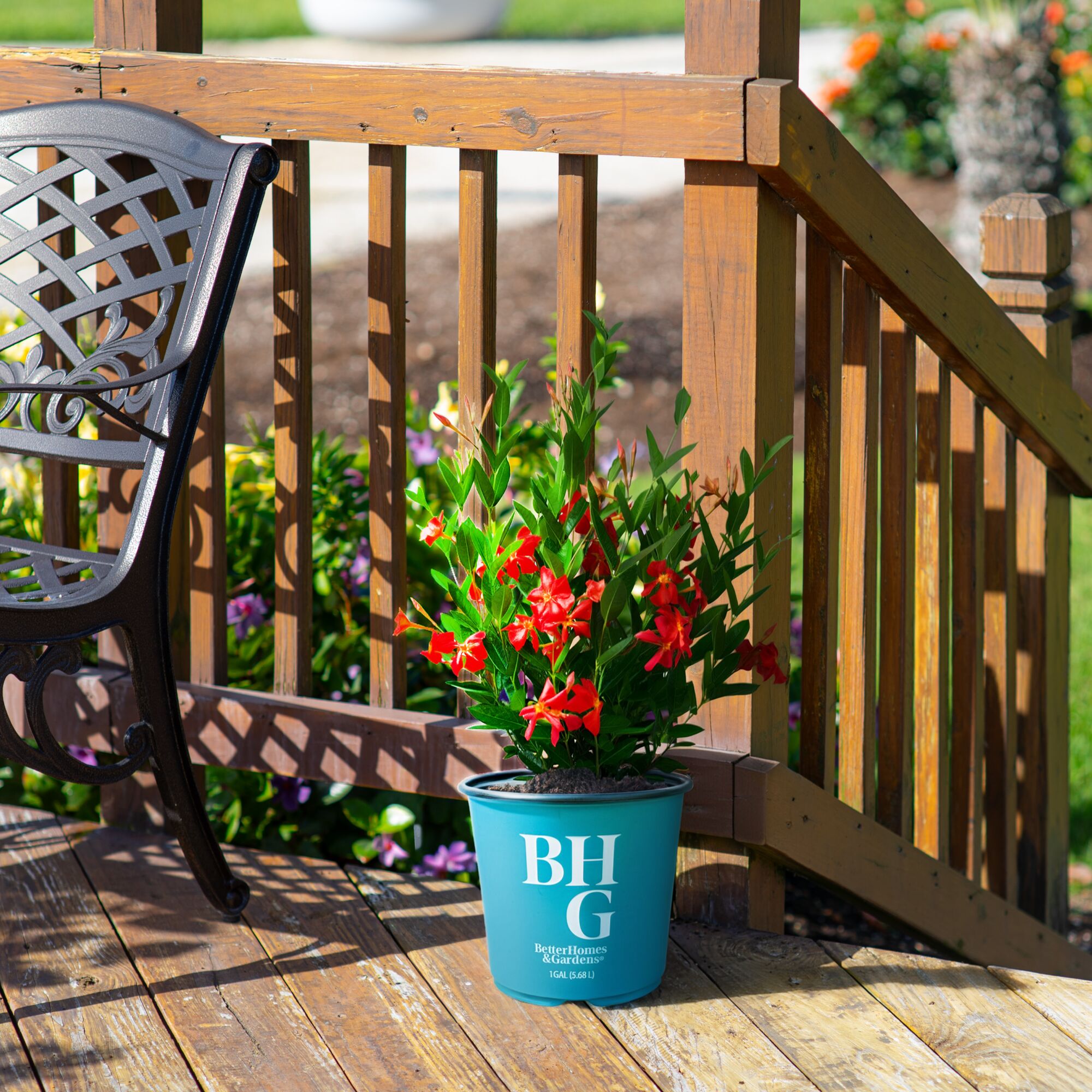 BHG 24" Orange Mandevilla Firedup Live Outdoor Plant in 1Gal Grower Pot