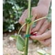 thumbnail image 3 of Juego de 2 alambres de jardinería verdes, organización de jardinería doméstica, rollos de 30 m, alambre plastificado, bridas metálicas multiusos para alambre de jardín, 3 of 5
