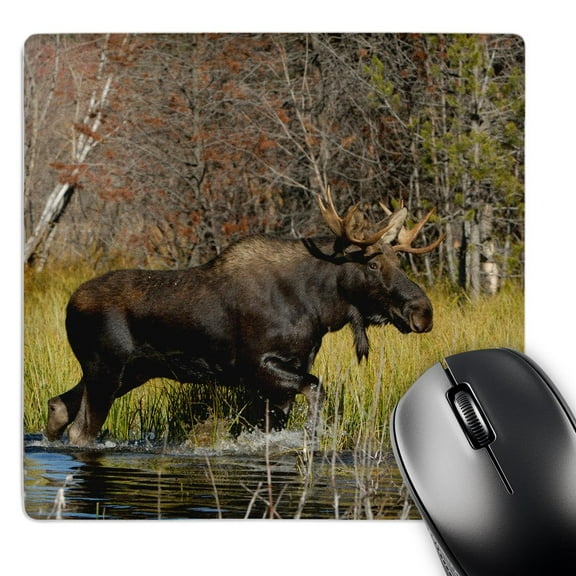 3dRose, Bull moose wildlife, Grand Teton NP, Wyoming - US51 RNU0047 - Rolf Nussbaumer, MousePad