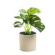 thumbnail image 1 of Decoración del hogar plantas en macetas-plantas verdes artificiales, 1 of 5