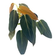 Philodendron Gigas, 4 inch Pot, Rare Philo, Big Large Leaf, Giant Leaves
