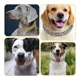 thumbnail image 3 of Collar De Perro, Collar Perro Brillante, Collar De Diamantes, 3 of 5