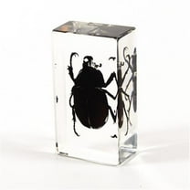 Ed Speldy East PW208 Real Bug Paperweight Regular-Medium-Rhinoceros Beetle