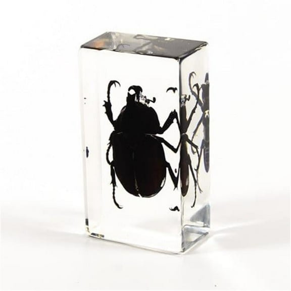 Ed Speldy East PW208 Real Bug Paperweight Regular-Medium-Rhinoceros Beetle