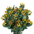 30 Stems of Orange Hypericum Flowers 30 Stems- Beautiful Fresh Cut ...