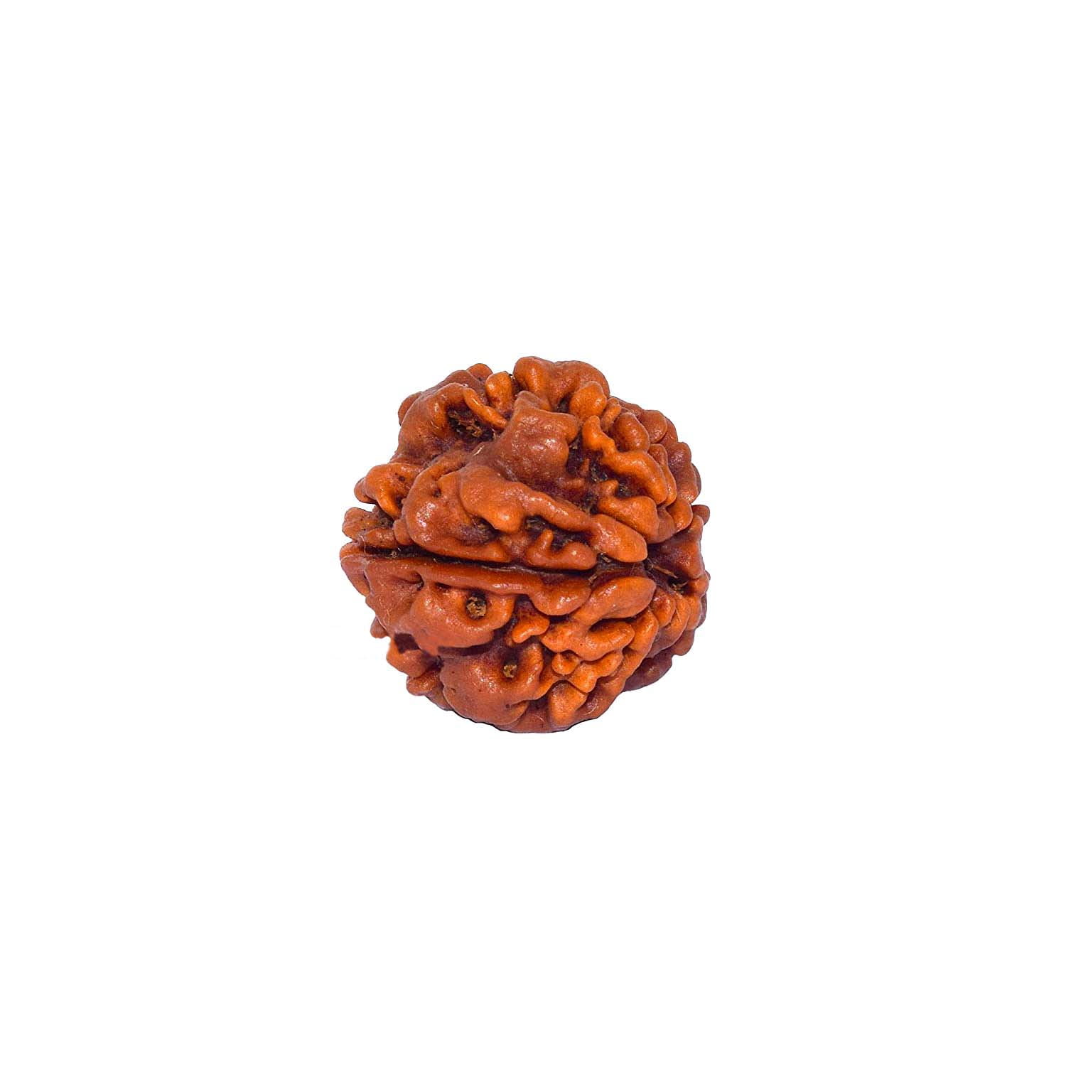 Ankita Gemstones 1 Mukhi Rudraksha One Faced Nepal Origin Round Certified Bead Rudraksh