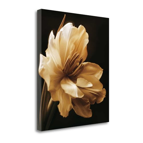 Tangletown Fine Art 'Timeless Grace I' Photographic Print on Wrapped Canvas
