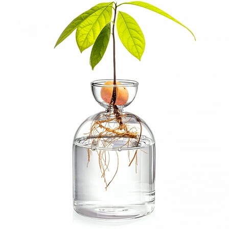 ACDANC Avocado Seed Starter Vase Transparent Glass Vase For Growing Plant Glass Seed Growing Kit For Gardening Lovers