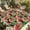 Red Green Black, variant on Watermelon Outdoor Rug for Patio/Deck/Porch, Non-Slip Large Area Rug 5 x 8 Ft, Summer Fruit Green Tropical Palm Leaf Flower Indoor Outdoor Rugs Washable Area Rugs, Camping Rug Carpet Runner