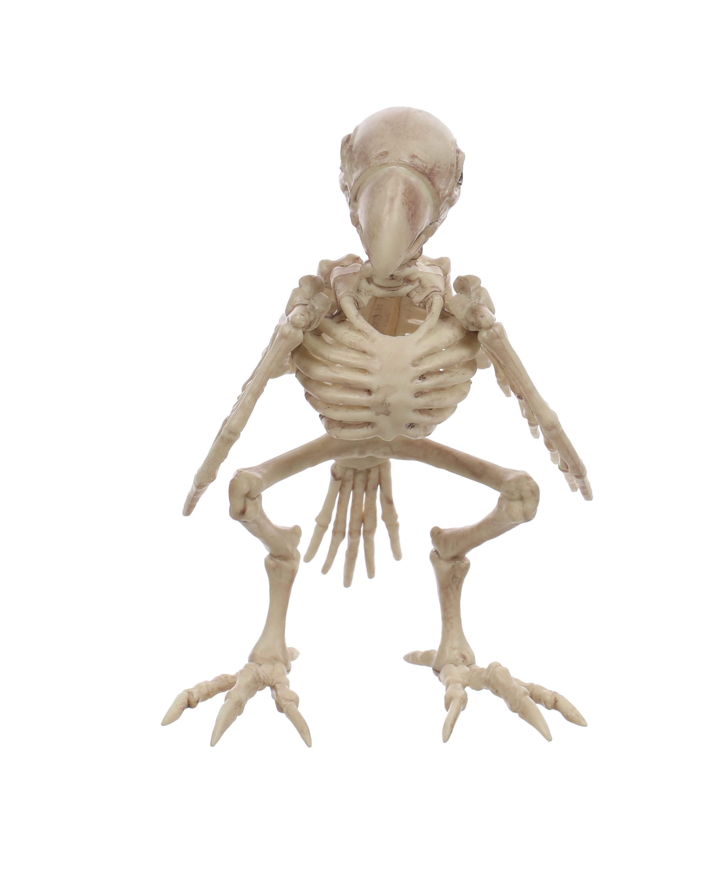 Official Crazybonez Faux Parrot Skeleton