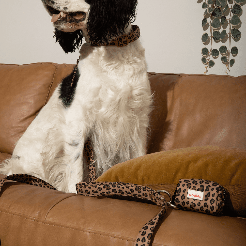 Oodles Multi-Colored Leopard Print Dog Walking 3 Piece Set, Medium