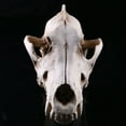 thumbnail image 2 of Taxidermy Crâne de Coyote en Résine Jackal Loup Enseignement Squelette 6, 2 of 8