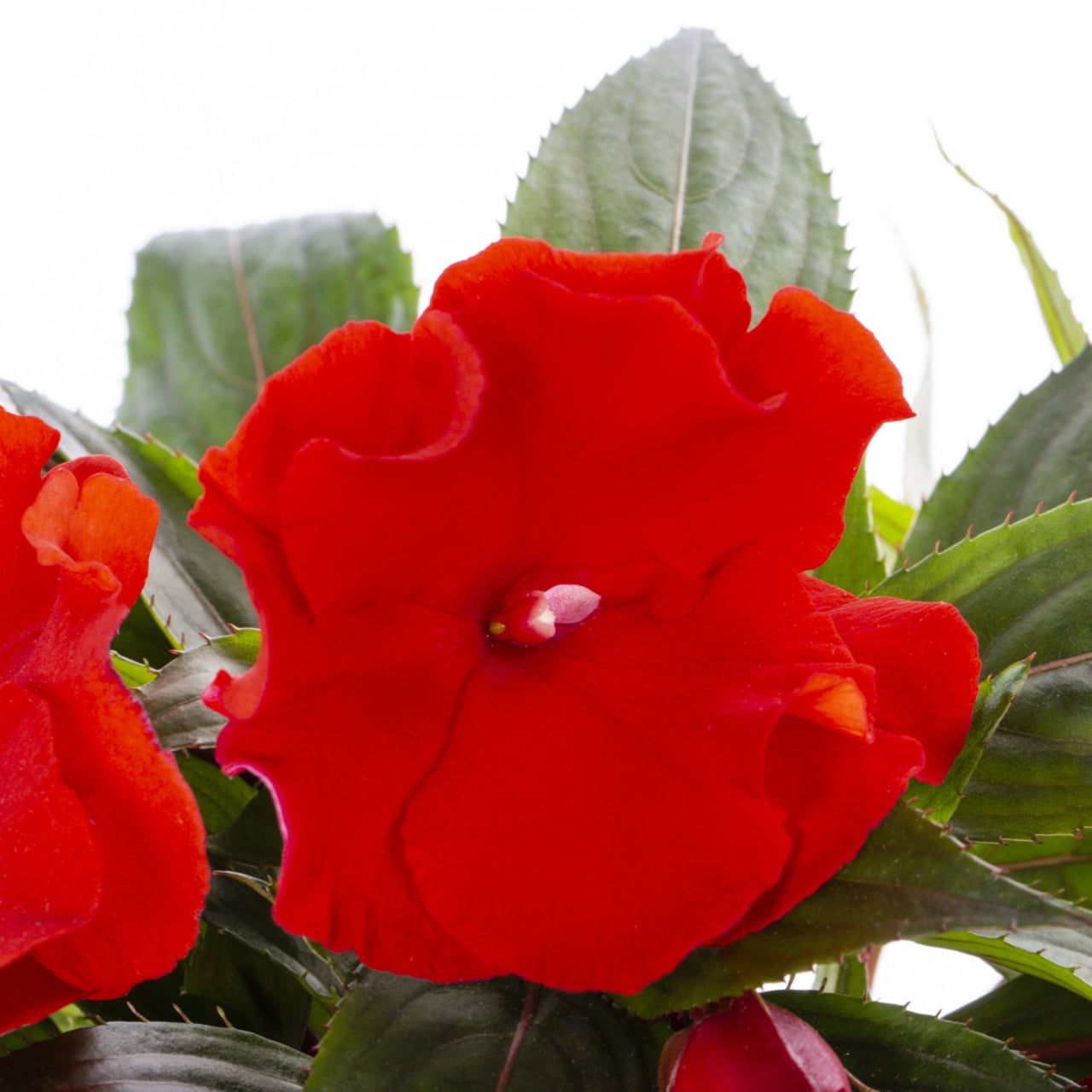 Better Homes & Gardens 3QT Red New Guinea Impatiens Live Annual Plant Decorative Pot Shade 2-Pack
