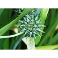 thumbnail image 1 of 20 Graines de Fleurs Blanches Géantes BUR Sparganium Eurycarpum, 1 of 4