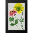 thumbnail image 2 of Vision Studio 16x24 Black Modern Framed Museum Art Print Titled - Vintage Garden Varieties I, 2 of 5