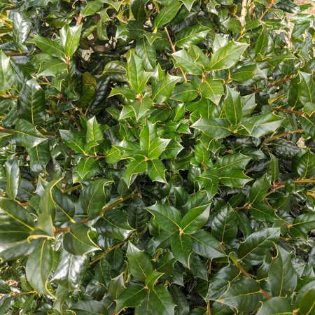 Pixies Gardens Nellie R Stevens Holly Plant 2 Gallon
