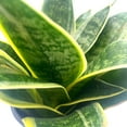 thumbnail image 3 of Black Gold Snakeplant, 4 inch, Green and Yellow Snake Plant, Variegated Sansevieria trifasciata, Well Rooted Healthy Starter Succulent, 3 of 6
