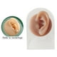thumbnail image 3 of Modelos humanos Sensaciones suaves prácticas Modelado de silicona Textura delicada oreja izquierda con soporte, 3 of 8